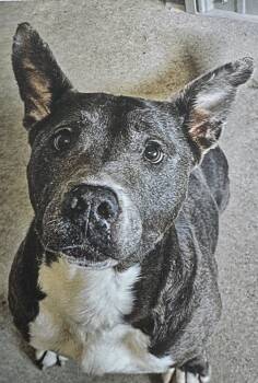 Rescue American Bully Dogs for Adoption in Fort Madison, Iowa - Hattie + | PetCurious