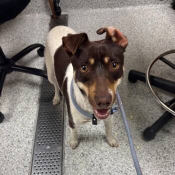Jack Russell Terrier and Mixed Breed Dogs Available for Adoption in Reno, Nevada - Chocomil | PetCurious