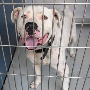 Pickleball -  Mixed Breed Dog for Adoption in Greenville, South Carolina - Pickleball | PetCurious