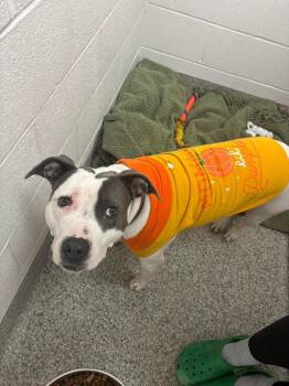 Terrier Dogs Available for Adoption - Everest | PetCurious