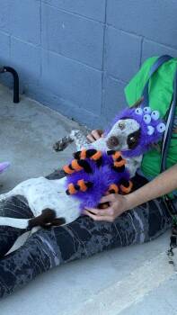 Maggie available 10/30 -  German Shorthaired Pointer Dog for Adoption in Elmsford, New York - Maggie Available 10/30 | PetCurious