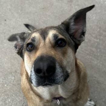 Rescue Shepherd Dogs for Adoption in The Colony, Texas - Gigi | PetCurious