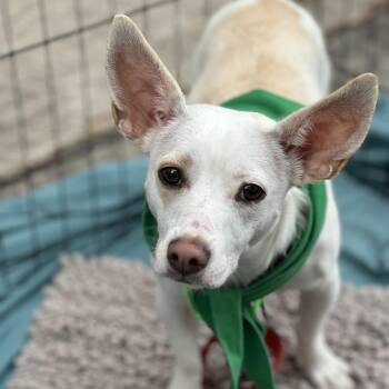 Isadora -  Chihuahua and Mixed Breed Dog for Adoption in San Francisco, California - Isadora | PetCurious