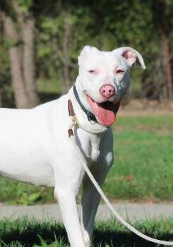 Rescue Pit Bull Terrier Dogs for Adoption in Wyandotte, Michigan - ATHENA | PetCurious