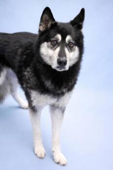 Siberian Husky and German Shepherd Dog Dogs Available for Adoption - Finn ~ No Small Kids | PetCurious