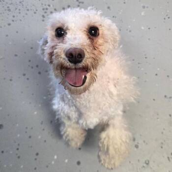 Pearl -  Miniature Poodle and Mixed Breed Dog for Adoption in Park City, Utah - Pearl | PetCurious