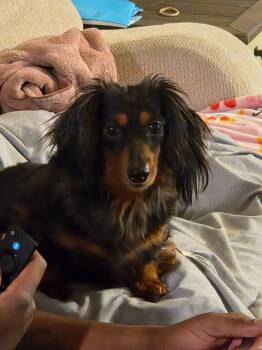 Porsche $700 -  Dachshund Dog for Adoption in West Milwaukee, Wisconsin - Porsche $700 | PetCurious