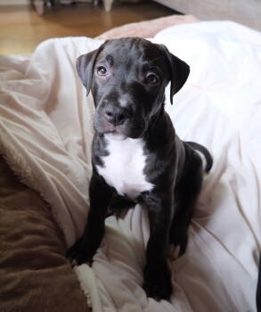 Rescue Pit Bull Terrier Dogs for Adoption in Nashville, Tennessee - Little Bear | PetCurious
