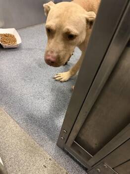 JOHNNY -  Mixed Breed Dog for Adoption in Dallas, Texas - JOHNNY | PetCurious