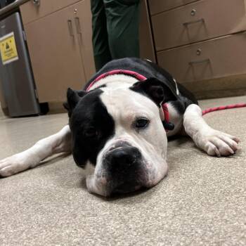 Shelby -  Pit Bull Terrier and Mixed Breed Dog for Adoption in Bristol, Indiana - Shelby | PetCurious