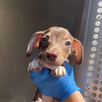 Terrier and Mixed Breed Dogs Available for Adoption in Edinburg, Texas - Dubai | PetCurious