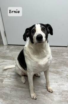 Mixed Breed Dogs Available for Adoption in Urbana, Ohio - Ernie | PetCurious