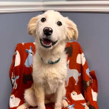 Clover -  Border Collie Dog for Adoption in Lacona, New York - Clover | PetCurious