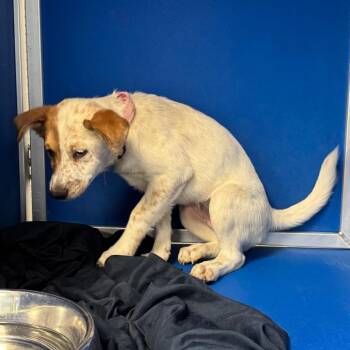 Karter -  Mixed Breed Dog for Adoption in Las Cruces, New Mexico - Karter | PetCurious