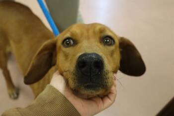 Mixed Breed Dogs Available for Adoption - ROSE | PetCurious