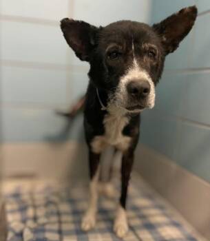 RANDOLPH -  Husky and Mixed Breed Dog for Adoption in Houston, Texas - RANDOLPH | PetCurious