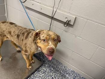 TERRA -  Pit Bull Terrier and Mastiff Dog for Adoption in Thousand Palms, California - TERRA | PetCurious