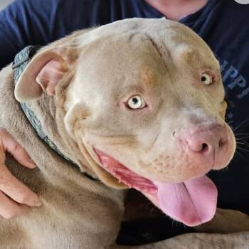 Hulk aka Big Boy J -  American Staffordshire Terrier Dog for Adoption in Dallas, Texas - Hulk Aka Big Boy J | PetCurious