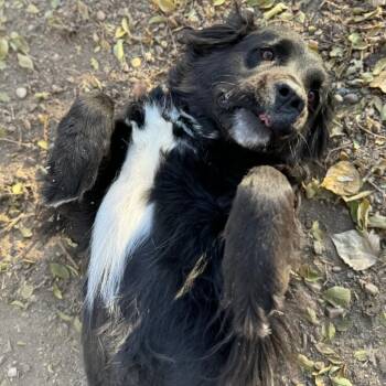 Rescue Newfoundland Dog and Border Collie Dogs for Adoption in North Battleford, Saskatchewan - Maggie | PetCurious