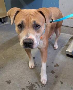 ANNABELLE -  Pit Bull Terrier Dog for Adoption in Camarillo, California - ANNABELLE | PetCurious