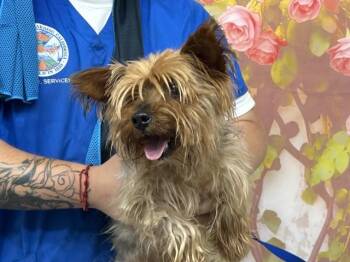 RAMIRO -  Yorkshire Terrier and Mixed Breed Dog for Adoption in San Bernardino, California - RAMIRO | PetCurious