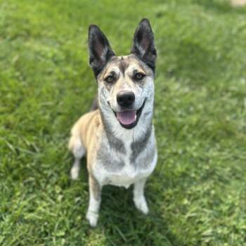 Jane -  Mixed Breed Dog for Adoption in Myerstown, Pennsylvania - Jane | PetCurious