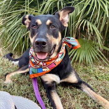 Rescue German Shepherd Dog and Labrador Retriever Dogs for Adoption in Austin, Texas - Cannoli | PetCurious