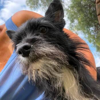 Sauce -  Terrier Dog for Adoption in Agua Dulce, California - Sauce | PetCurious