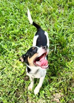 Hardy -  Mixed Breed Dog Available for Adoption in Groveland, Massachusetts - Hardy | PetCurious
