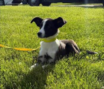Border Collie and Boxer Dogs Available for Adoption in Germantown, Ohio - Akira Mavis | PetCurious