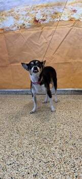 PERLA -  Chihuahua Dog for Adoption in Doral, Florida - PERLA | PetCurious