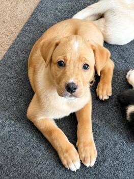Bubbly -  Hound and Labrador Retriever Dog for Adoption in Malvern, Pennsylvania - Bubbly | PetCurious