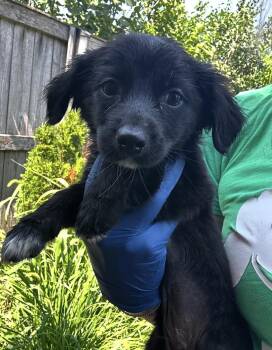 Cheetara -  Australian Shepherd Dog for Adoption in Bull Valley, Illinois - Cheetara | PetCurious