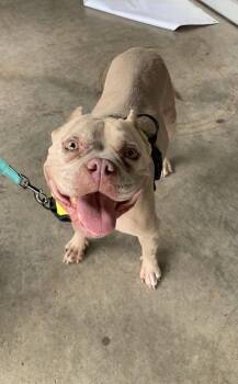 Zara -  Miniature Bull Terrier Dog for Adoption in Charlotte, North Carolina - Zara | PetCurious