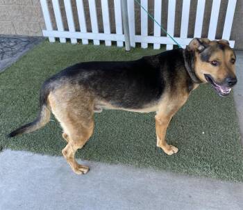 Rottweiler and American Bulldog Dogs Available for Adoption in Modesto, California - BRUNO | PetCurious