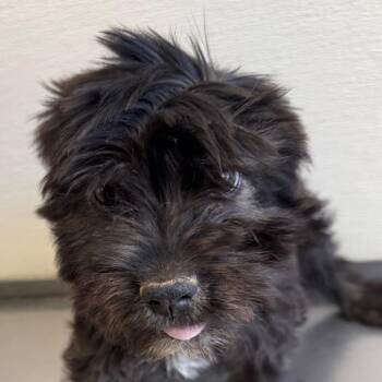 109030 -  Mixed Breed Dog for Adoption in Las Cruces, New Mexico - 109030 | PetCurious