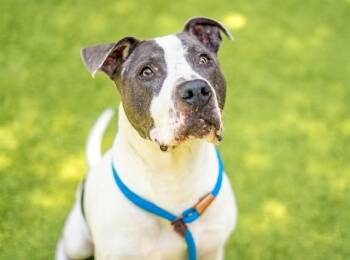 Pit Bull Terrier Dogs Available for Adoption in San Jose, California - JUSTIN | PetCurious
