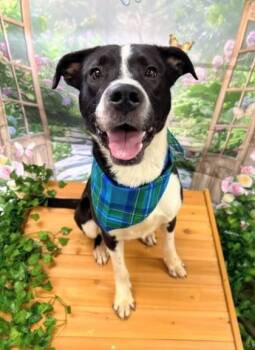 Vizzini -  American Staffordshire Terrier Dog for Adoption in Downers Grove, Illinois - Vizzini | PetCurious