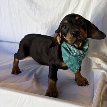 Homer -  Mixed Breed Dog for Adoption in Canal Winchester, Ohio - Homer | PetCurious