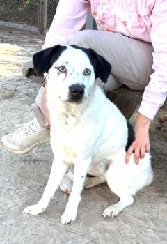 Fabulous Frankie with Sinatra Blue Eyes -  Mixed Breed and Dalmatian Dog for Adoption in Reston, Virginia - Fabulous Frankie With Sinatra Blue Eyes | PetCurious