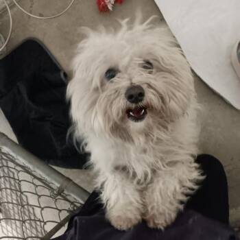 Maltese Dogs Available for Adoption - Peter Cottontail | PetCurious
