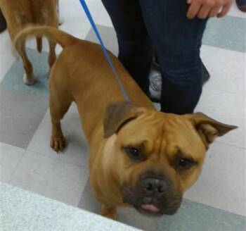 RUGER -  Pit Bull Terrier Dog Available for Adoption in Oklahoma City, Oklahoma - RUGER | PetCurious