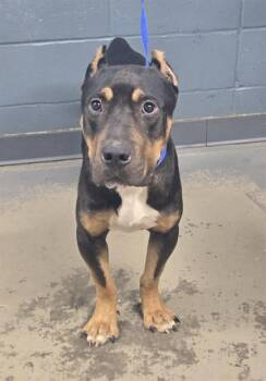 BENSON -  Cane Corso and Mixed Breed Dog for Adoption in Tallahassee, Florida - BENSON | PetCurious