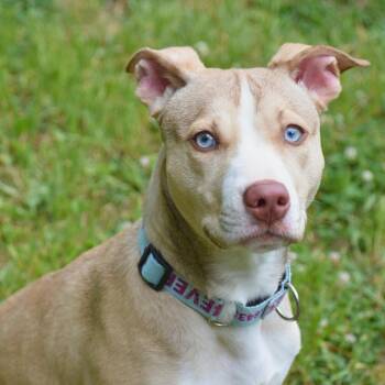 Mixed Breed Dogs Available for Adoption in Mebane, North Carolina - Peach | PetCurious