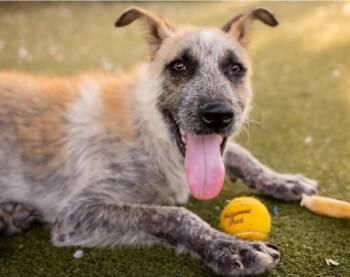 Argos -  Mixed Breed and German Shepherd Dog Dog for Adoption in Austin, Texas - Argos | PetCurious