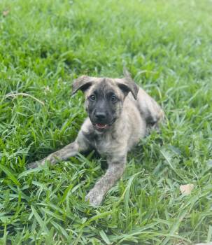Terrier and Shepherd Dogs Available for Adoption - Max | PetCurious