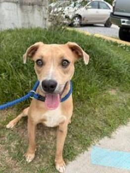Beef Stroganoff -  Labrador Retriever and Mixed Breed Dog for Adoption in Denham Springs, Louisiana - Beef Stroganoff | PetCurious