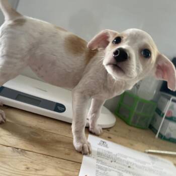 Princess (Peanut) -  Chihuahua Dog for Adoption in Edinburg, Texas - Princess (Peanut) | PetCurious