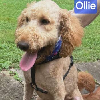 Ollie -  Goldendoodle Dog for Adoption in Wheelersburg, Ohio - Ollie | PetCurious
