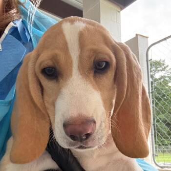 Borris 9309 -  Basset Hound Dog for Adoption in Loxahatchee Groves, Florida - Borris 9309 | PetCurious